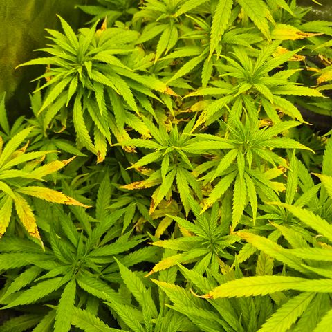 Wedding Gelato 1 growlog timeline photo