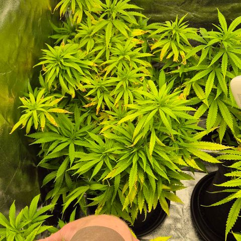 Wedding Gelato 1 growlog timeline photo