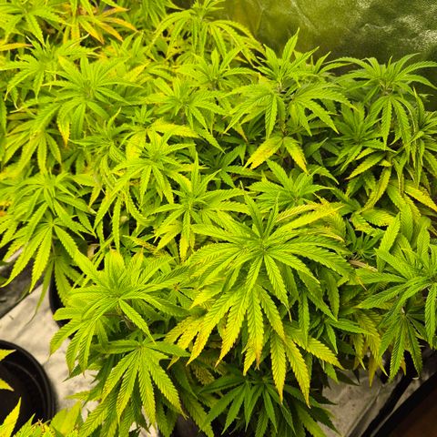 Royal Gorilla 2 growlog timeline photo