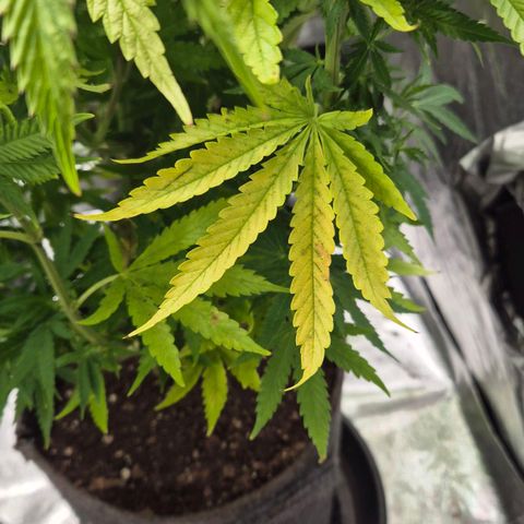 Royal Gorilla 2 growlog timeline photo