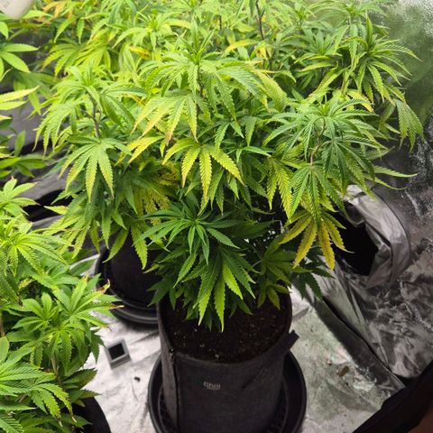Royal Gorilla 2 growlog timeline photo
