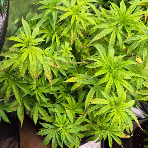 Wedding Gelato 2 growlog timeline photo