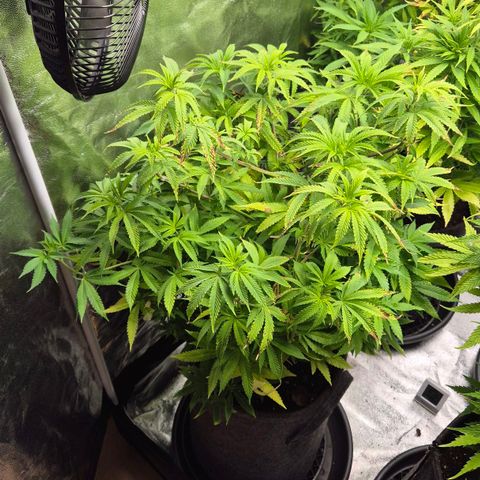 Wedding Gelato 2 growlog timeline photo