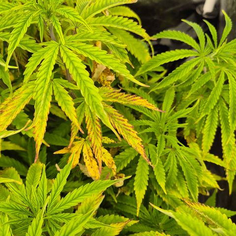 Royal Gorilla 1 growlog timeline photo