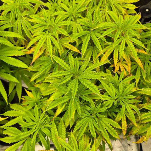 Royal Gorilla 1 growlog timeline photo