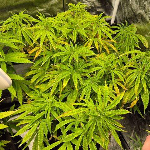 Royal Gorilla 1 growlog timeline photo