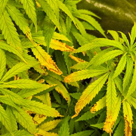 Wedding Gelato 1 growlog timeline photo