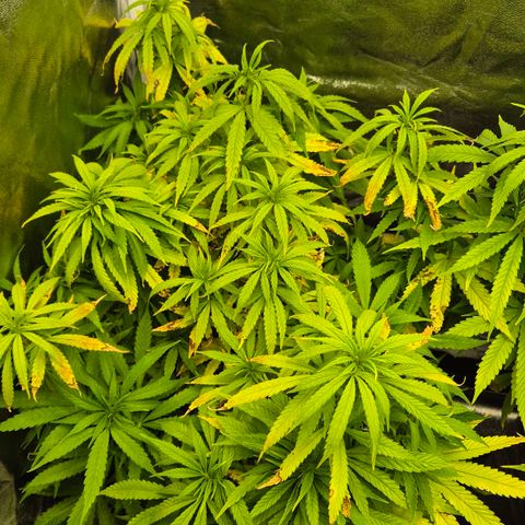Wedding Gelato 1 growlog timeline photo