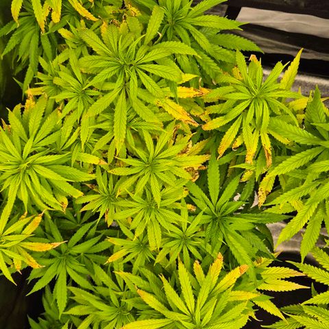 Wedding Gelato 1 growlog timeline photo