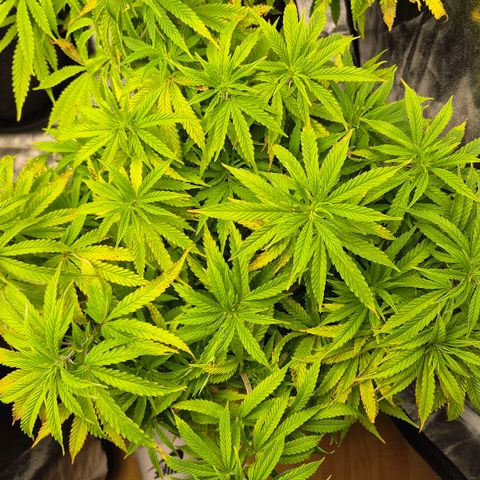Royal Gorilla 2 growlog timeline photo