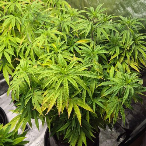 Royal Gorilla 2 growlog timeline photo