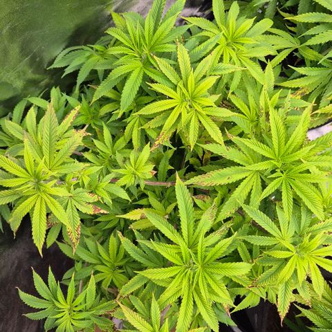 Wedding Gelato 2 growlog timeline photo