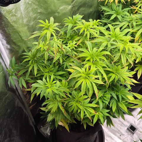 Wedding Gelato 2 growlog timeline photo