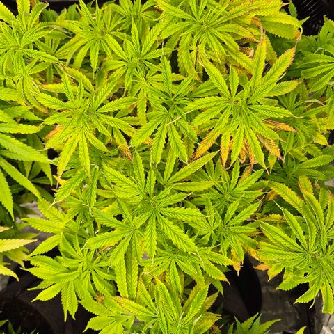 Royal Gorilla 1 growlog timeline photo