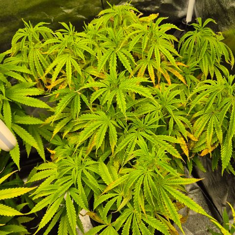 Royal Gorilla 1 growlog timeline photo