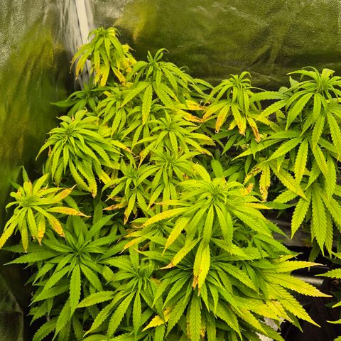 Wedding Gelato 1 growlog timeline photo