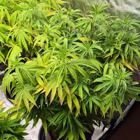 Royal Gorilla 2 growlog timeline photo