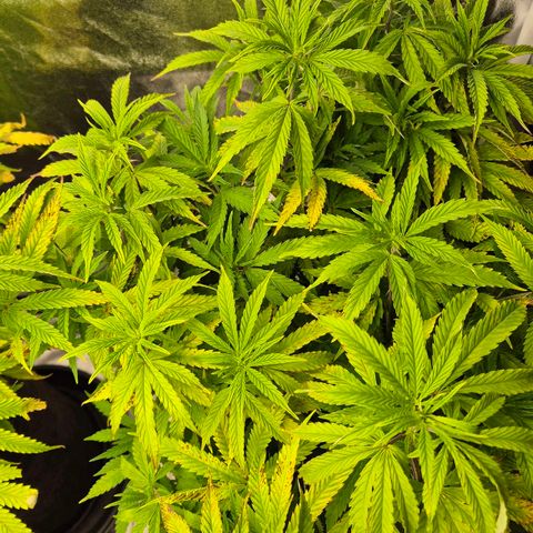 Royal Gorilla 2 growlog timeline photo