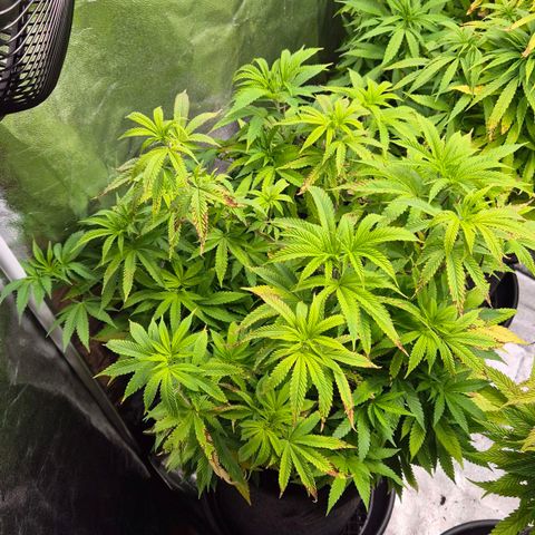 Wedding Gelato 2 growlog timeline photo