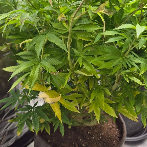 Wedding Gelato 2 growlog timeline photo