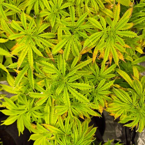 Royal Gorilla 1 growlog timeline photo