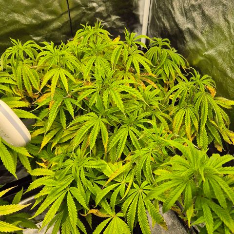 Royal Gorilla 1 growlog timeline photo