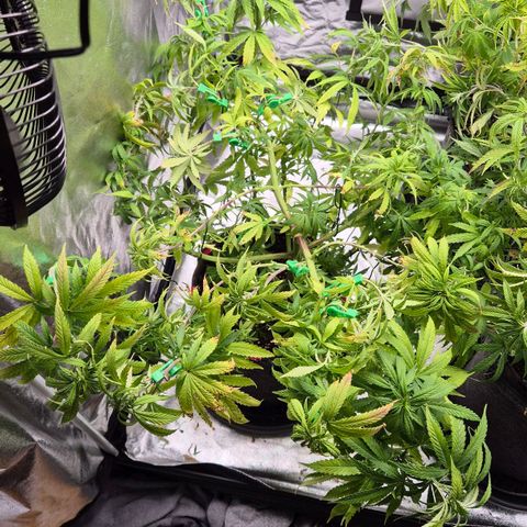 Wedding Gelato 1 growlog timeline photo