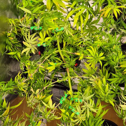 Wedding Gelato 1 growlog timeline photo