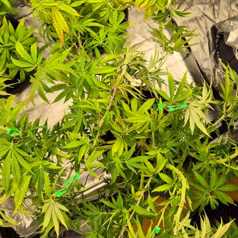 Royal Gorilla 2 growlog timeline photo