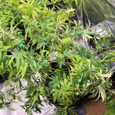 Royal Gorilla 2 growlog timeline photo