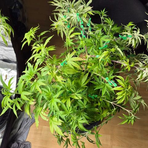 Wedding Gelato 2 growlog timeline photo