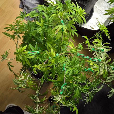 Wedding Gelato 2 growlog timeline photo