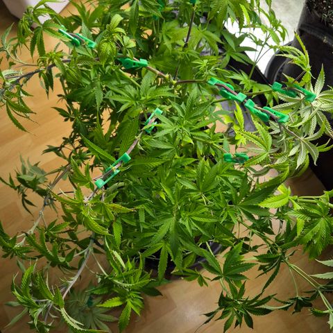 Wedding Gelato 2 growlog timeline photo
