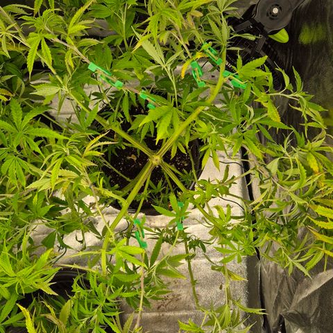 Royal Gorilla 1 growlog timeline photo