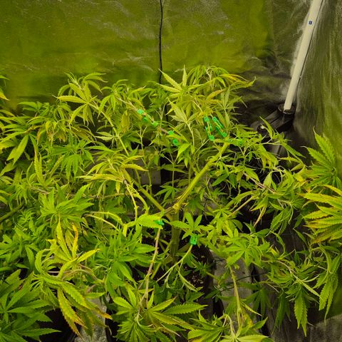 Royal Gorilla 1 growlog timeline photo