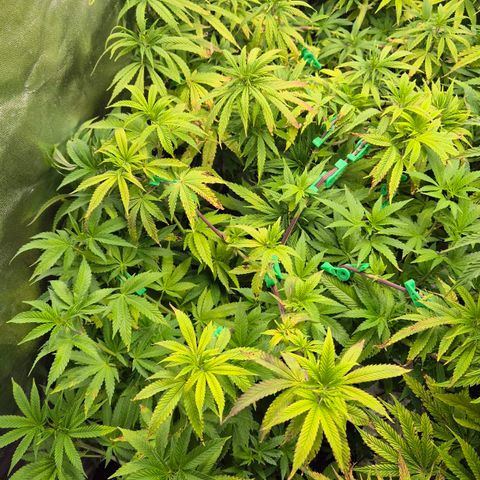 Wedding Gelato 2 growlog timeline photo