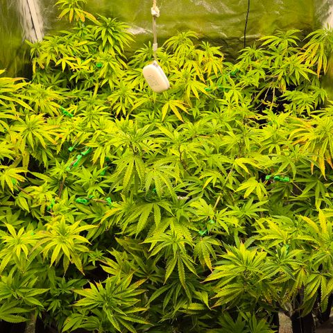 Wedding Gelato 2 growlog timeline photo