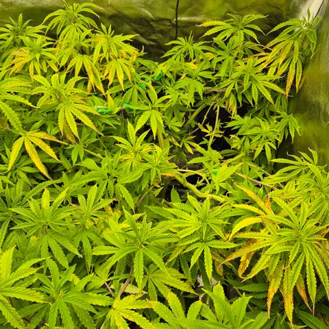 Wedding Gelato 2 growlog timeline photo