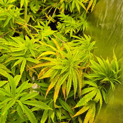 Wedding Gelato 2 growlog timeline photo