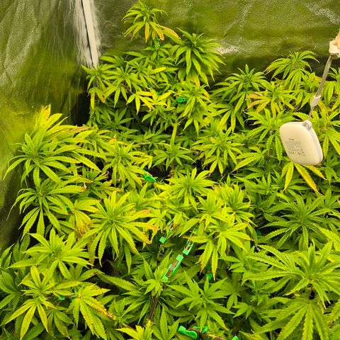 Wedding Gelato 2 growlog timeline photo