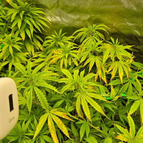 Wedding Gelato 2 growlog timeline photo