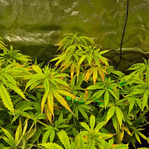 Wedding Gelato 2 growlog timeline photo