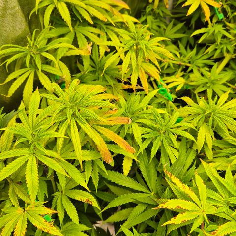 Wedding Gelato 2 growlog timeline photo
