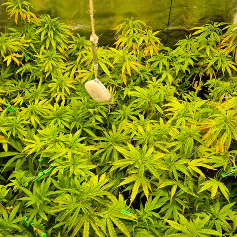 Wedding Gelato 2 growlog timeline photo