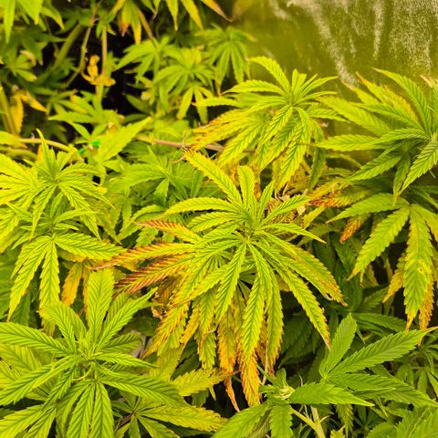 Wedding Gelato 2 growlog timeline photo
