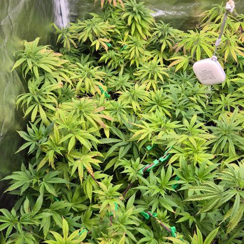 Wedding Gelato 2 growlog timeline photo