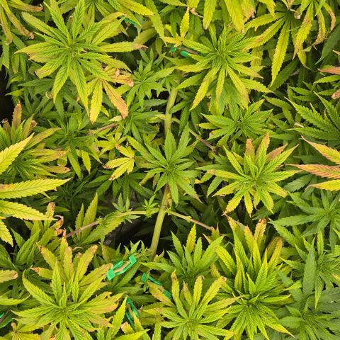 Wedding Gelato 1 growlog timeline photo