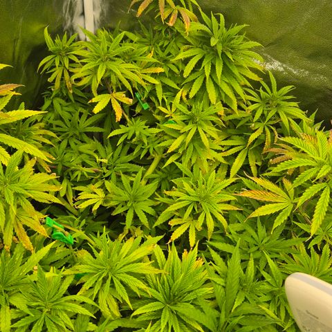 Wedding Gelato 1 growlog timeline photo