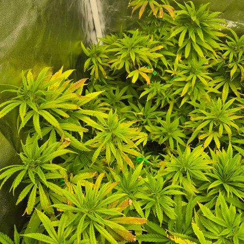 Wedding Gelato 1 growlog timeline photo