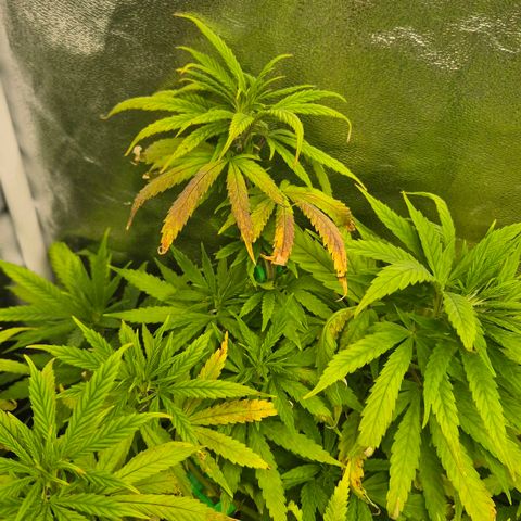 Wedding Gelato 1 growlog timeline photo